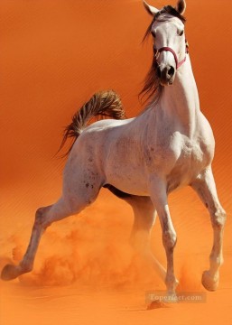 wild horse in desert realistic from photo Oil Paintings